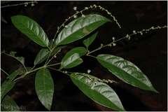 Croton gibsonianus